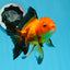 Hembra Apache Oranda de grado A, 5,5 pulgadas, n.º 0726OR_19