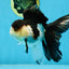 A Grade Tricolor Oranda Female 5-5.5 inches #070425OR_21