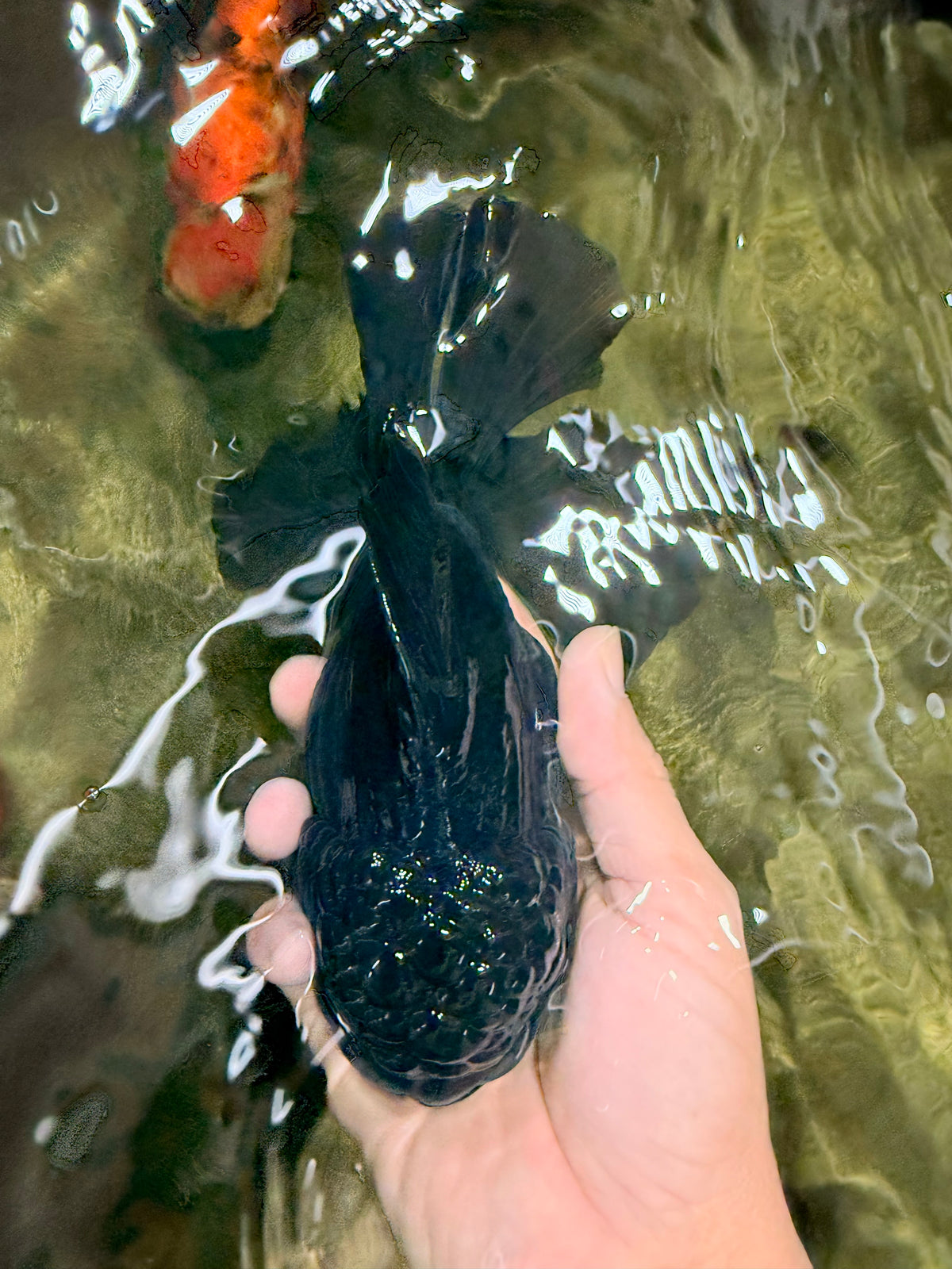 GODZILLA AAA Grade Black Oranda Male 6.5-7 inches #101626OR_18