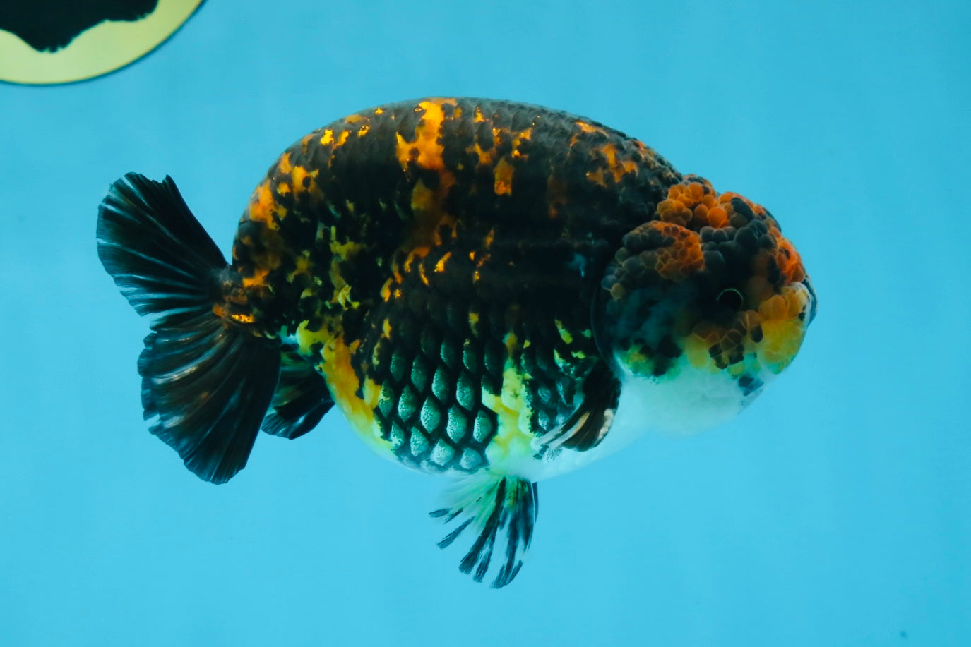 AAA Grade Tiger LionKing 5 inches #070425LC_09