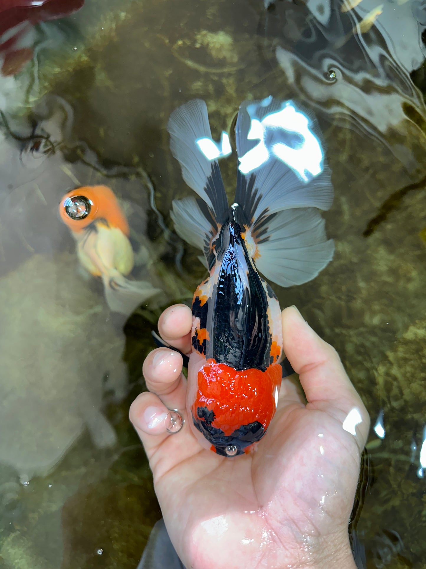 A Grade Tricolor Oranda Female 6.5 inches #070425OR_18