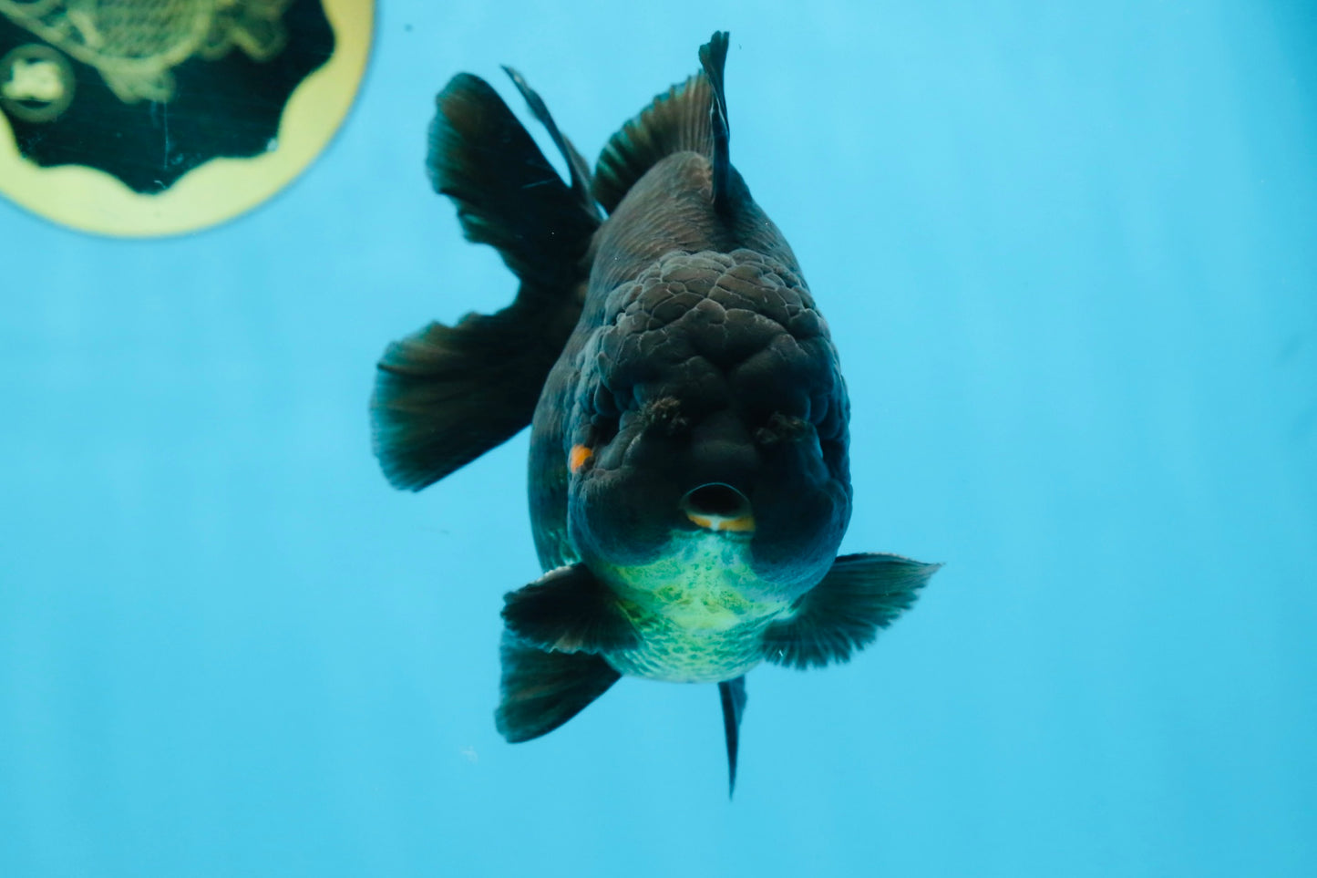 TOOTHLESS A Grade Black Yuanbao Male 4.5 inches #101725YB_32