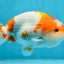 Special Kohaku Ranchu Male 4.5 inches #122724LC_09