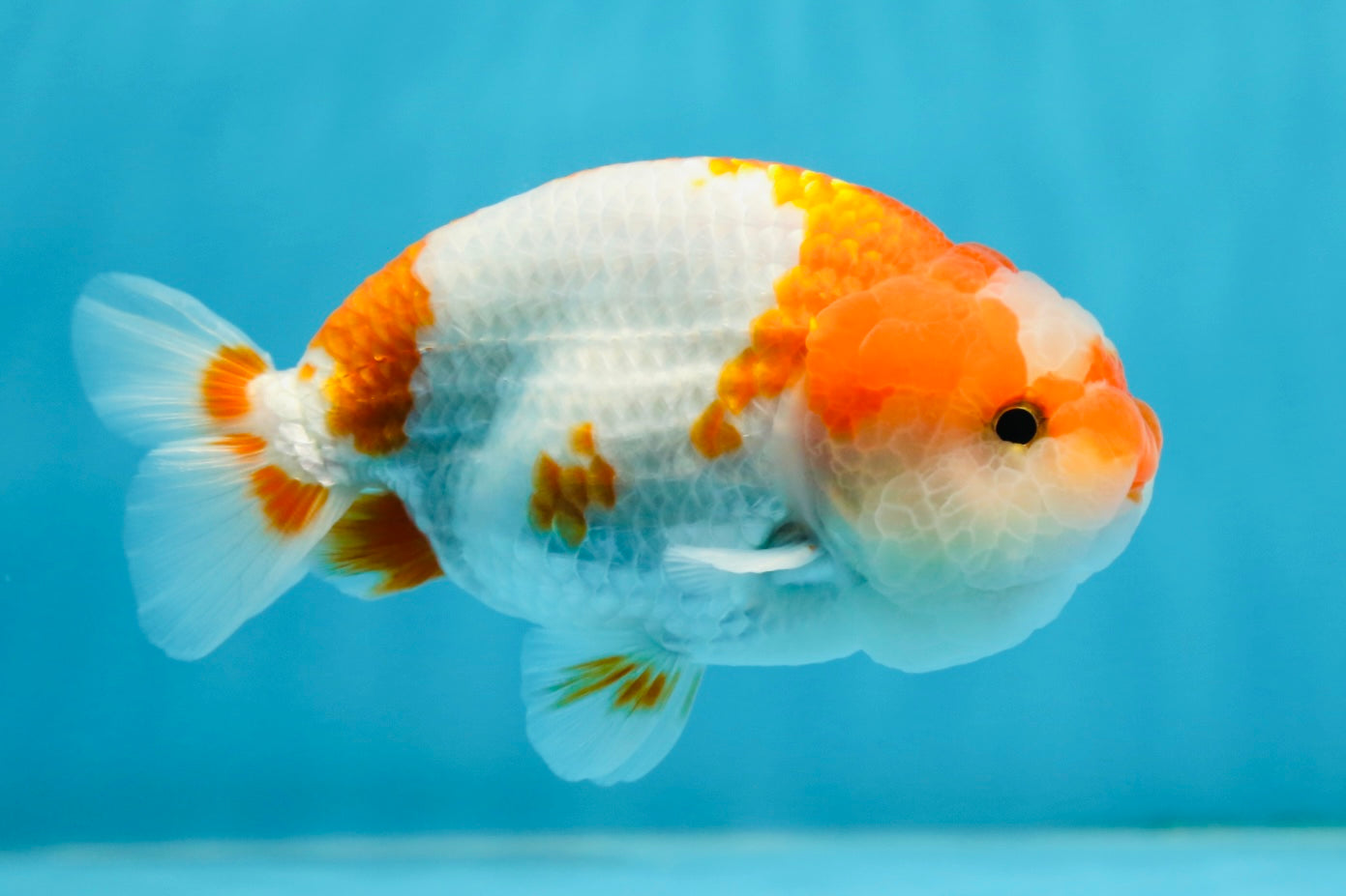 Special Kohaku Ranchu Male 4.5 inches #122724LC_09