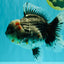 AAA Grade Calico Kirin Oranda Female 6.5 inches #100226OR_33