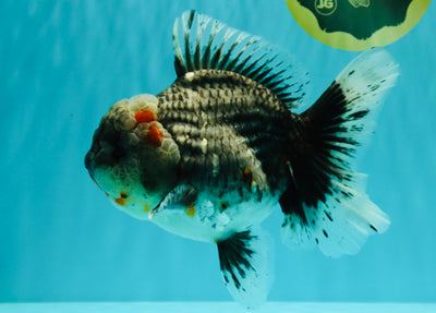 AAA Grade Calico Kirin Oranda Female 6.5 inches #100226OR_33