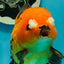 Apache (Black Orange) Pompom Button Eyes  Oranda Female 5.5 inches #110124OR_03