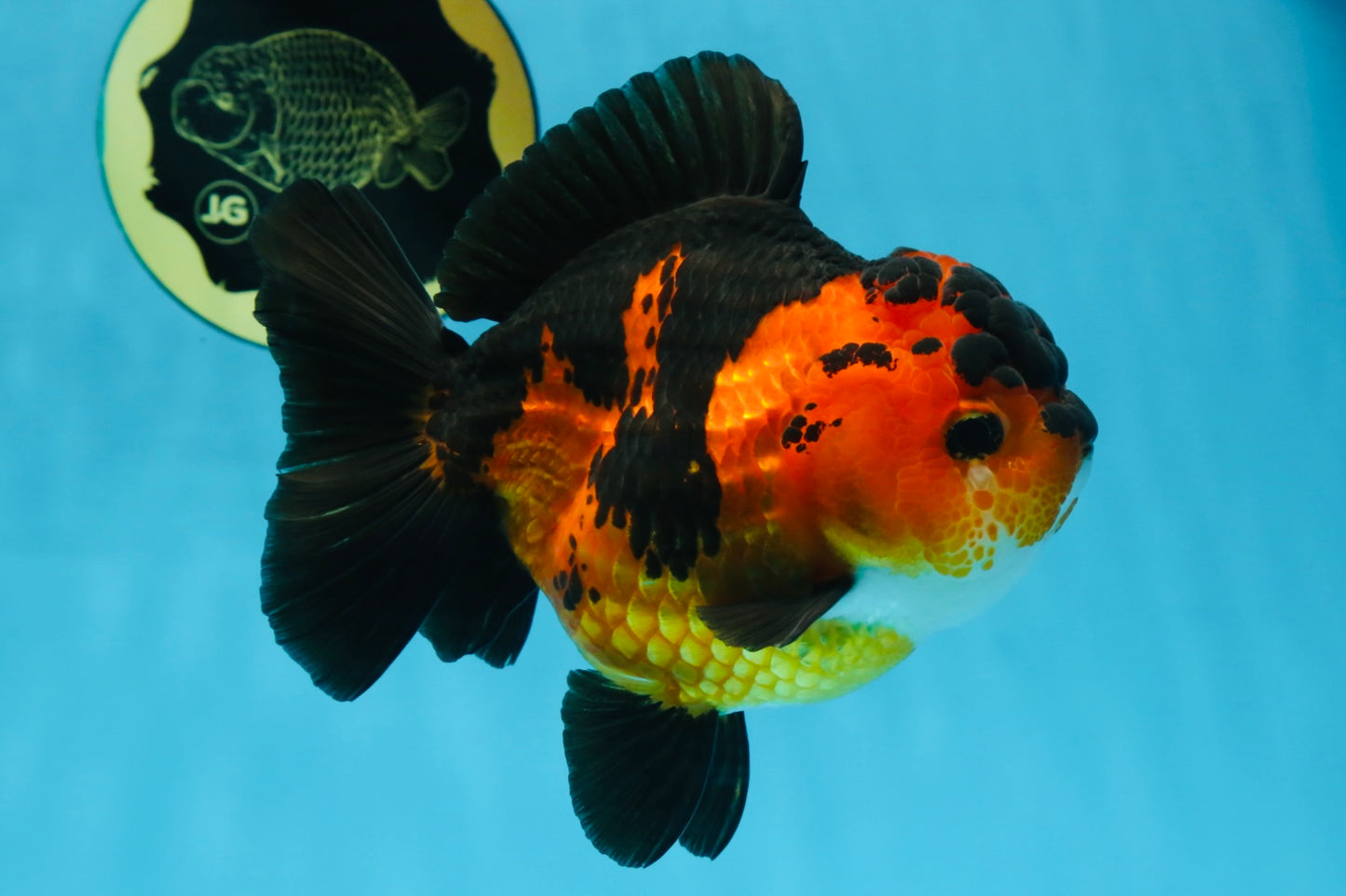 AAA Grade FIRE Apache Yuanbao Female 5-5.5 inches #091925YB_19