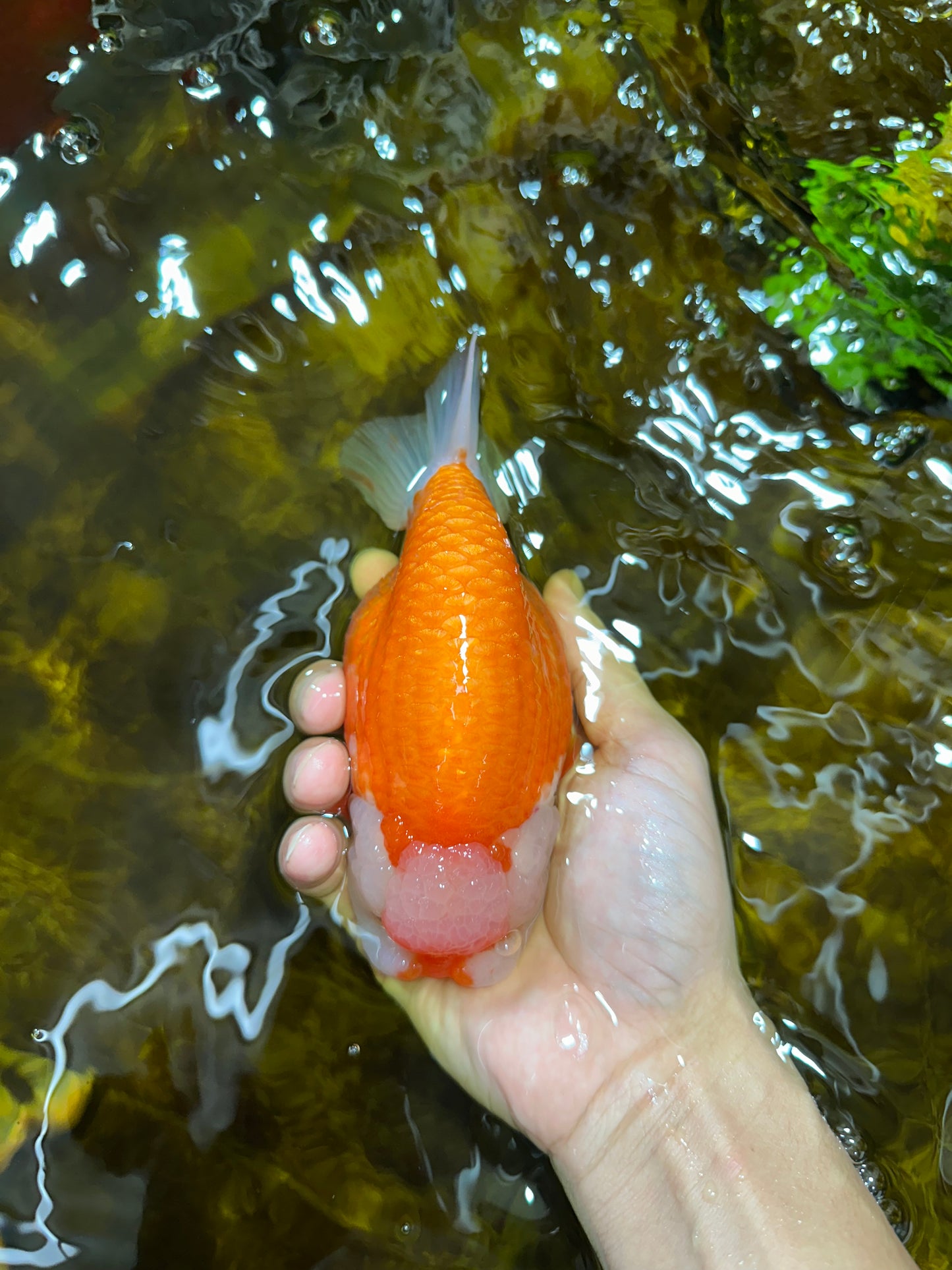 A Grade CHUBBY Red White LionKing 5.5-6 inches #091925LC_23