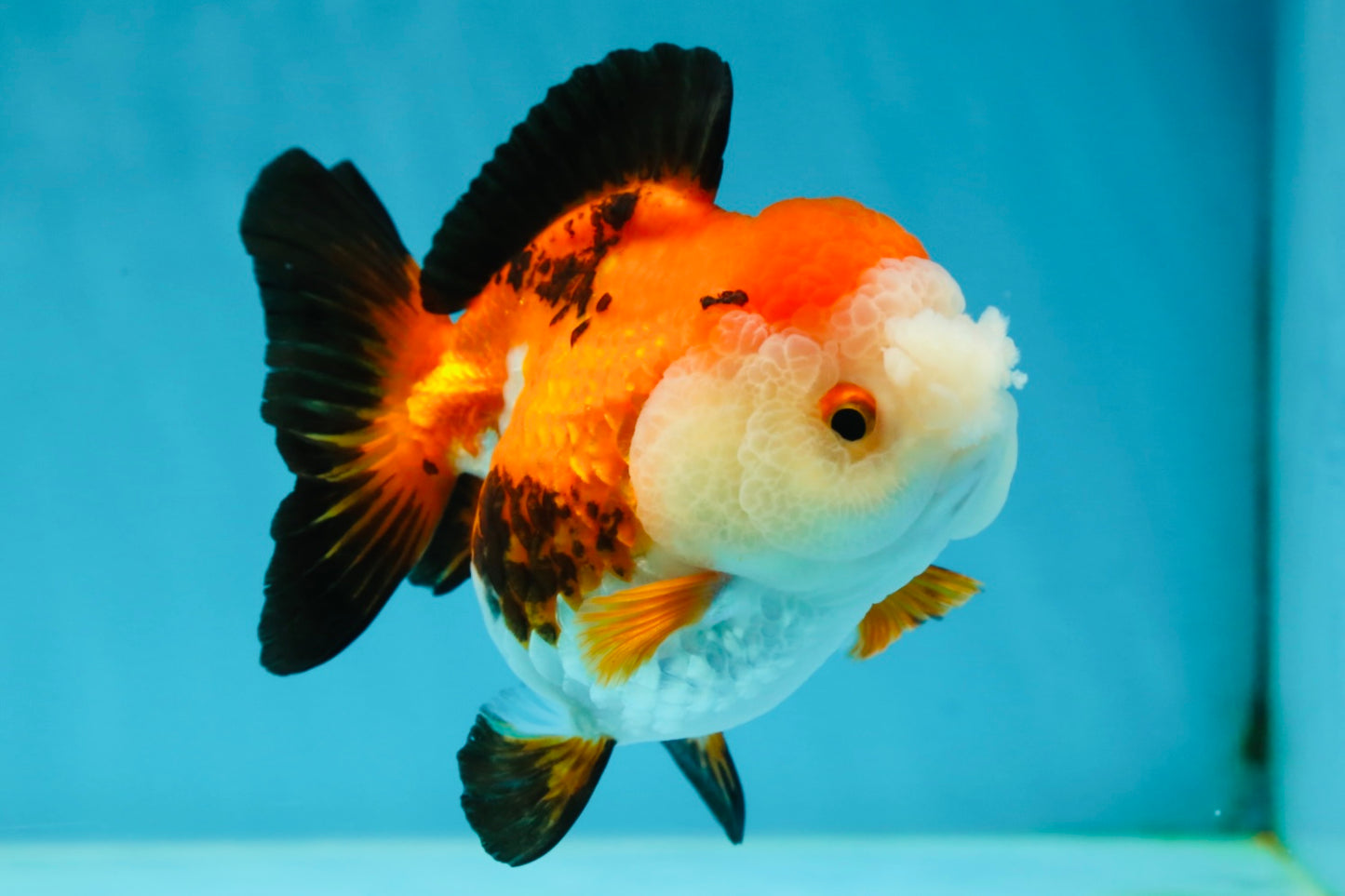 A Grade Pompom Tricolor Yuanbao Female 4 inches #050925YB_30