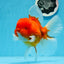 A Grade Cherry Sakura Oranda Mâle 6 pouces #0726OR_06