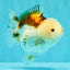 SUPER CUTE A Grade Tricolor Yuanbao Female 4.5-5 inches #082126YB_27