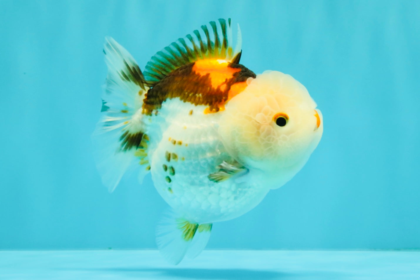 SUPER CUTE A Grade Tricolor Yuanbao Female 4.5-5 inches #082126YB_27