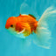 A Grade Red White Oranda Male 5.5-6 inches #090426OR_09