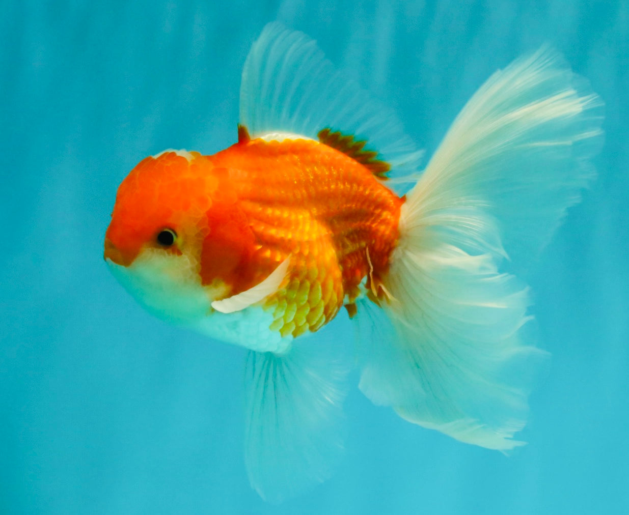A Grade Red White Oranda Male 5.5-6 inches #090426OR_09