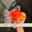 FLUFFY TAIL AAA Grade Super Red White Oranda Male 7.5-8 inches #061926OR_02