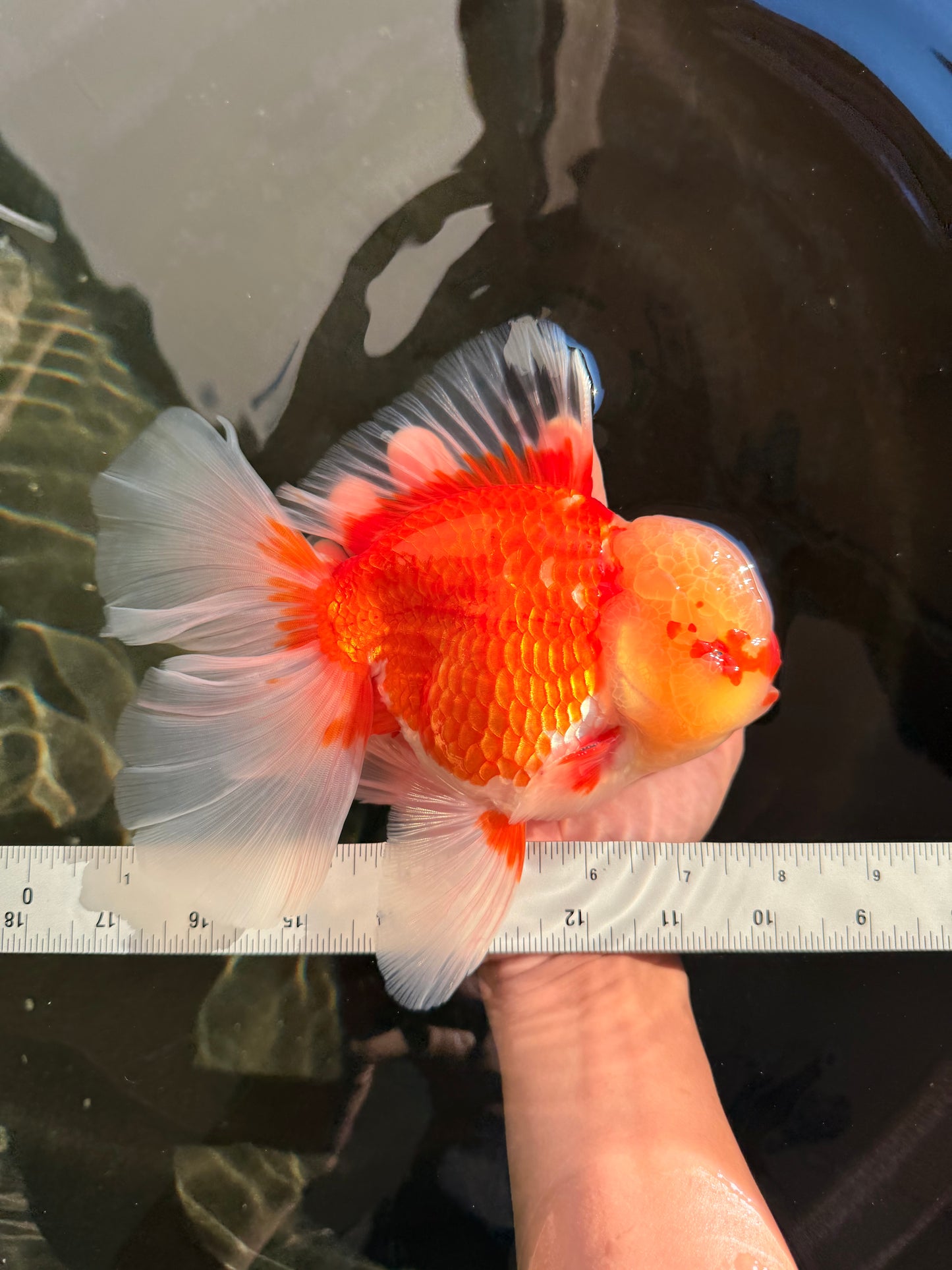 FLUFFY TAIL AAA Grade Super Red White Oranda Male 7.5-8 inches #061926OR_02