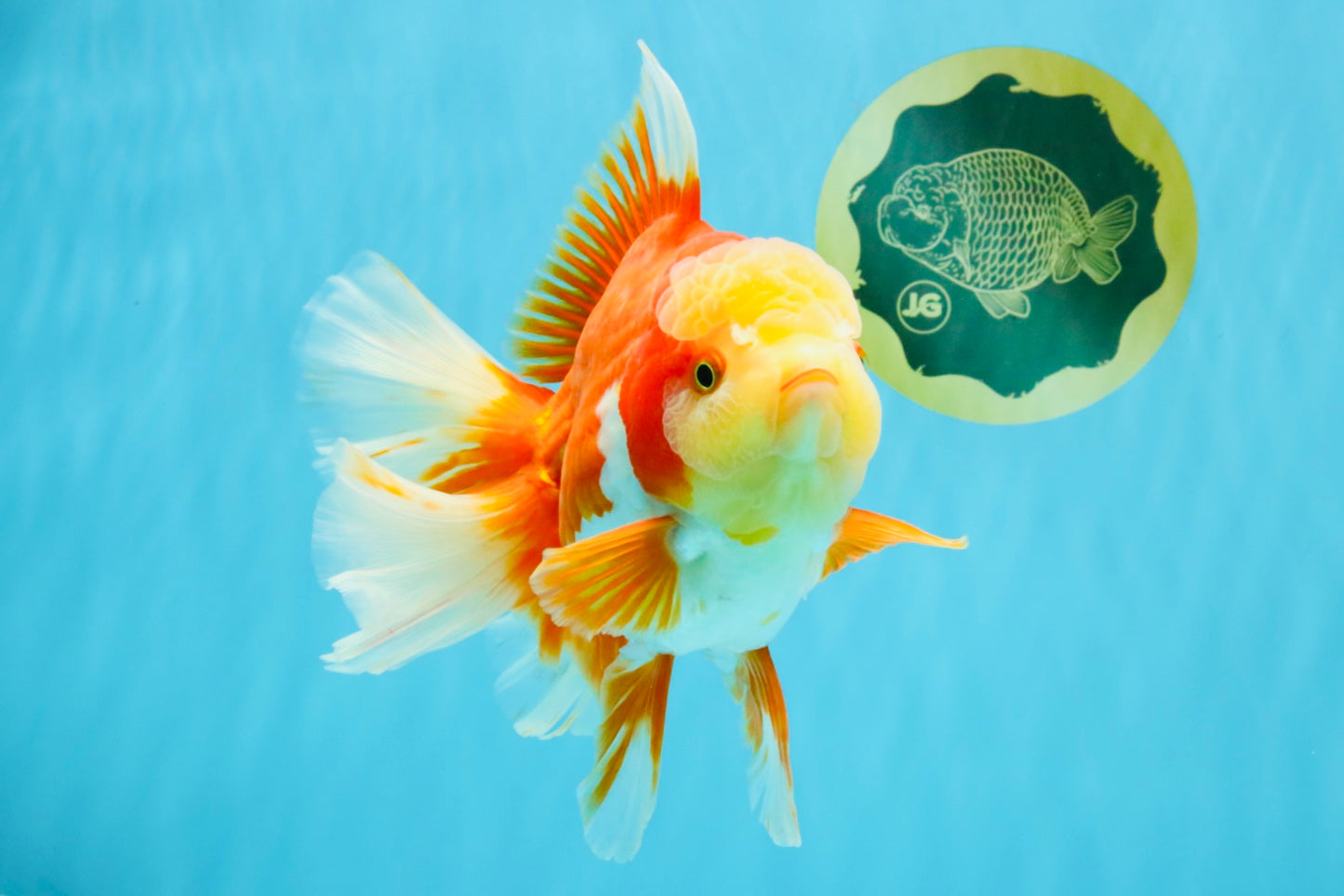 GIANT AAA Grade Red White Oranda Male 7 inches #041026OR_01