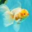 A Grade Polkadot Red White Oranda Male 6 inches #100926OR_23