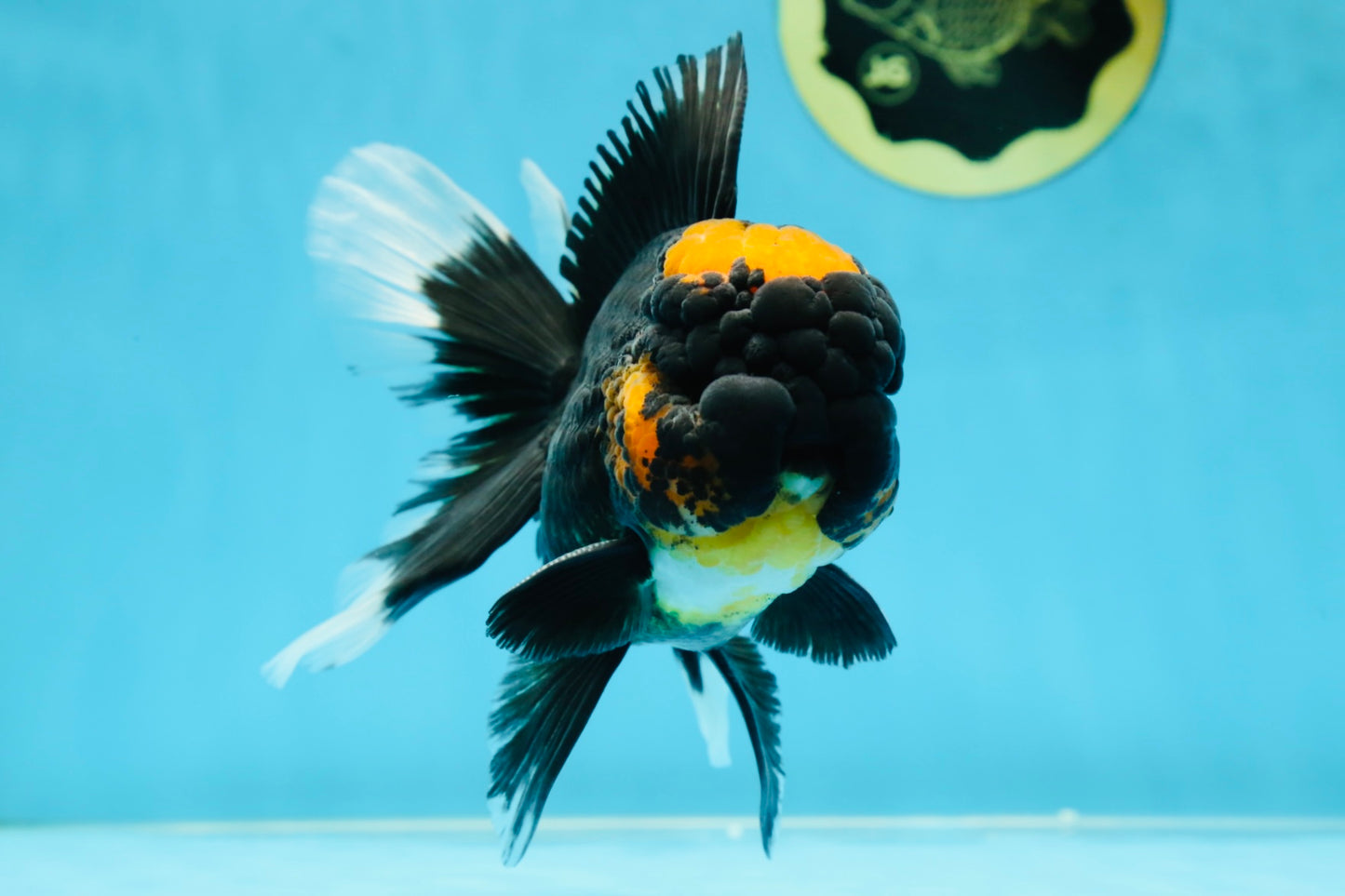 A Grade Lava Head Tricolor Oranda Male 5.5-6 inches #052325OR_08