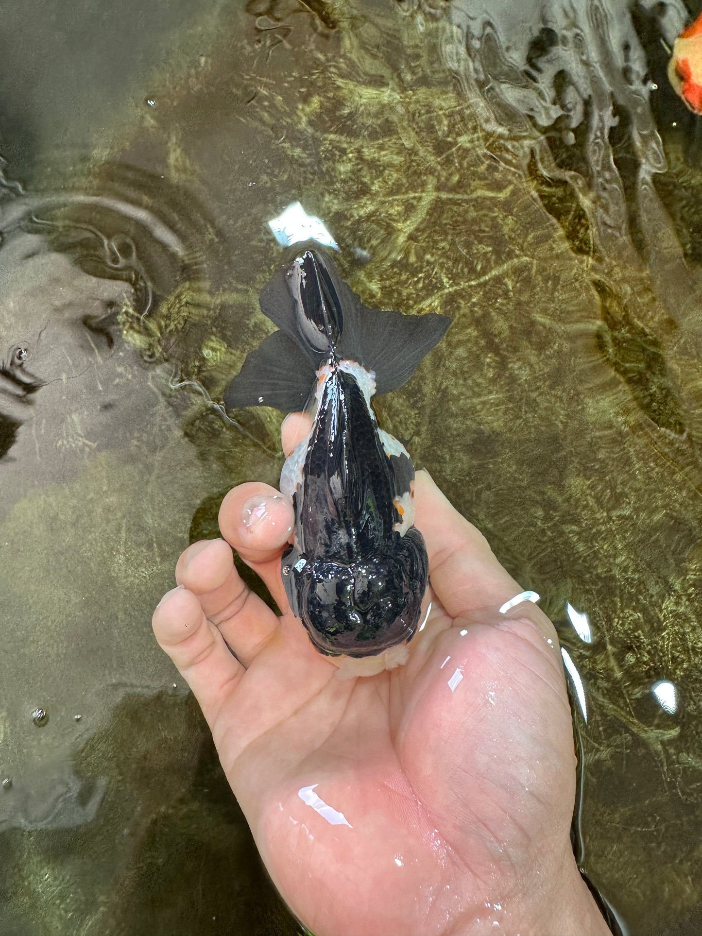 Chubby Pompom Panda Button Eyes Yuanbao Male 4.5 inches #071125YB_16