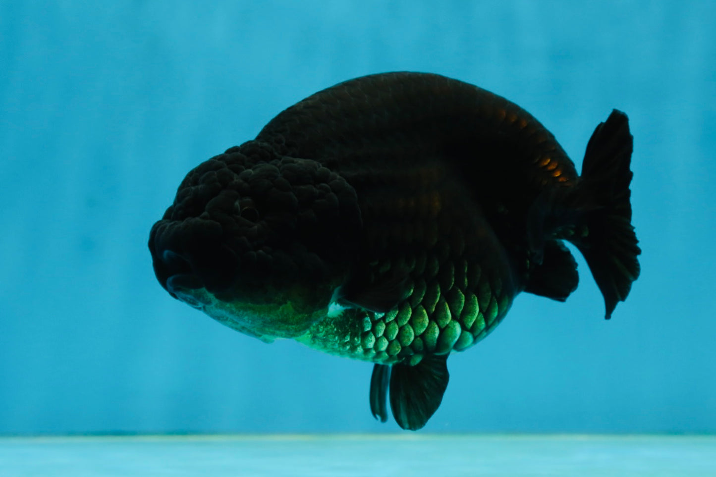 AAA Grade Black LionQueen 5 inches #062725LC_05