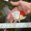 A Grade Tricolor Oranda Male 5 inches #060625OR_27