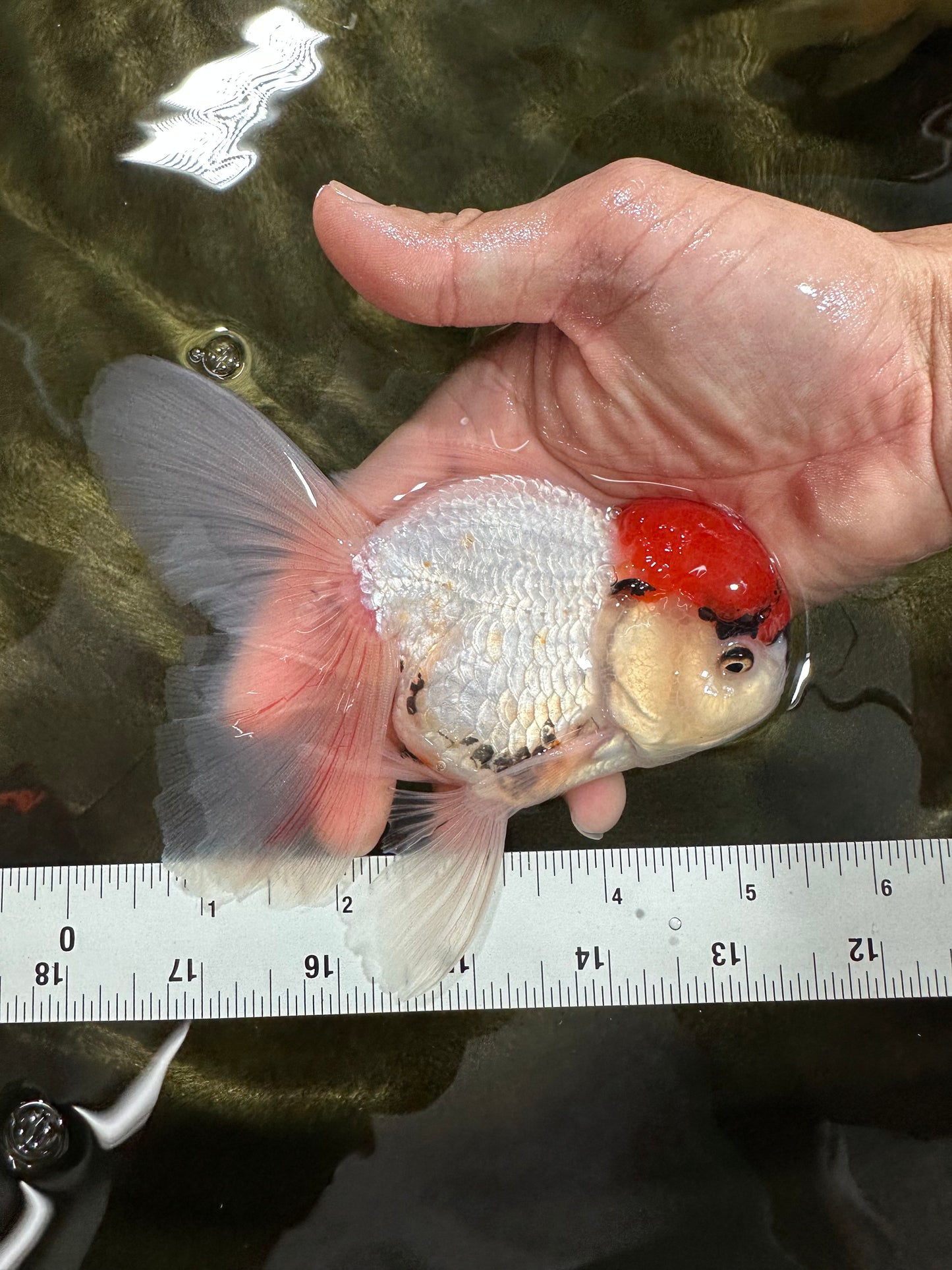 A Grade Tricolor Oranda Male 5 inches #060625OR_27