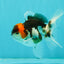 Tricolor Oranda Male 3.5-4 inches #102524OR_20