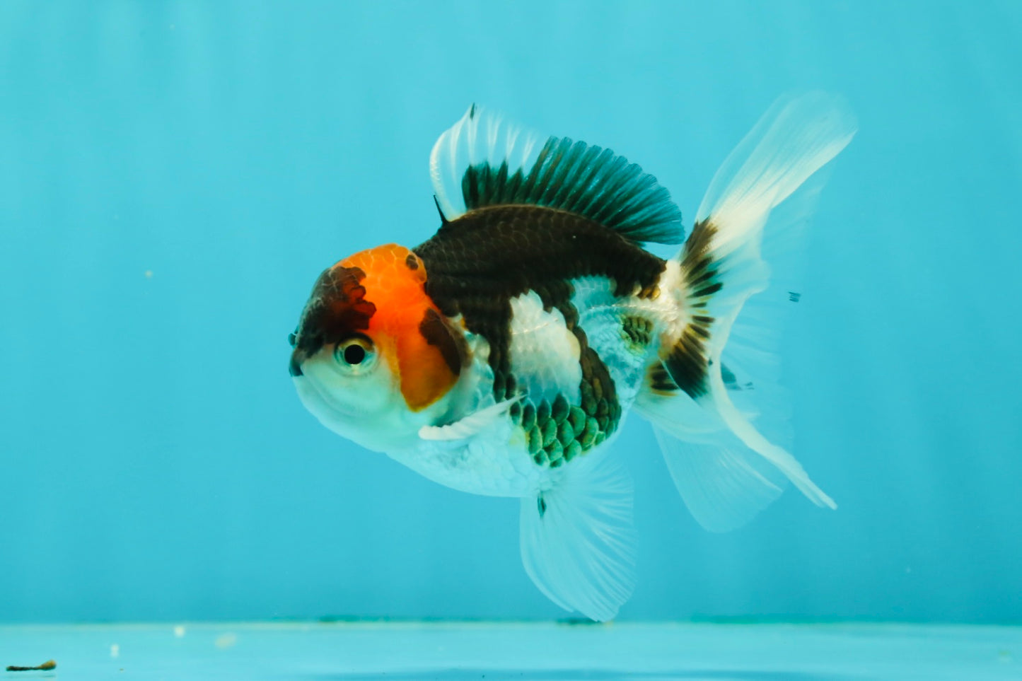 Tricolor Oranda Male 3.5-4 inches #102524OR_20