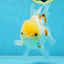 White Beauty Oranda Male 5 inches #053025OR_30
