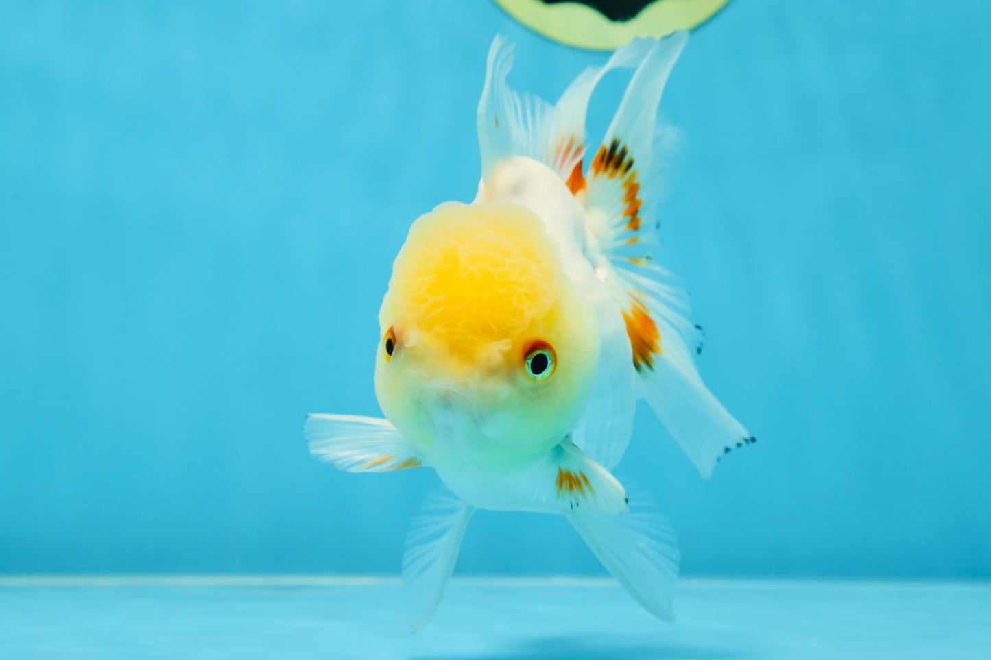 White Beauty Oranda Male 5 inches #053025OR_30