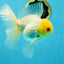 AAA Grade White Oranda Male 5 inches #042525OR_11