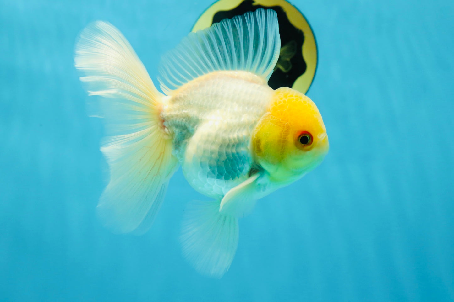 AAA Grade White Oranda Male 5 inches #042525OR_11