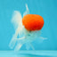 A Grade Red Cap Oranda Male 4.5-5 inches #050925OR_46