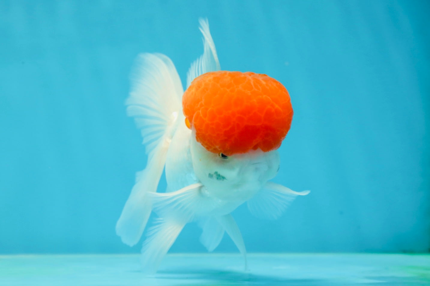 A Grade Red Cap Oranda Male 4.5-5 inches #050925OR_46