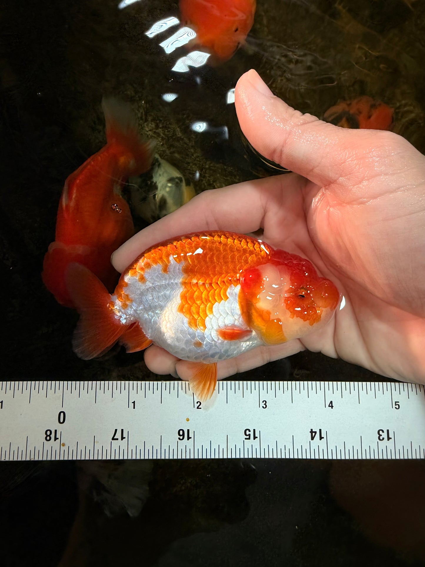 AAA Grade Red White LionQueen 4 inches #101725LC_08