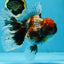A Grade Kirin Oranda Female 6 inches #110725OR_02