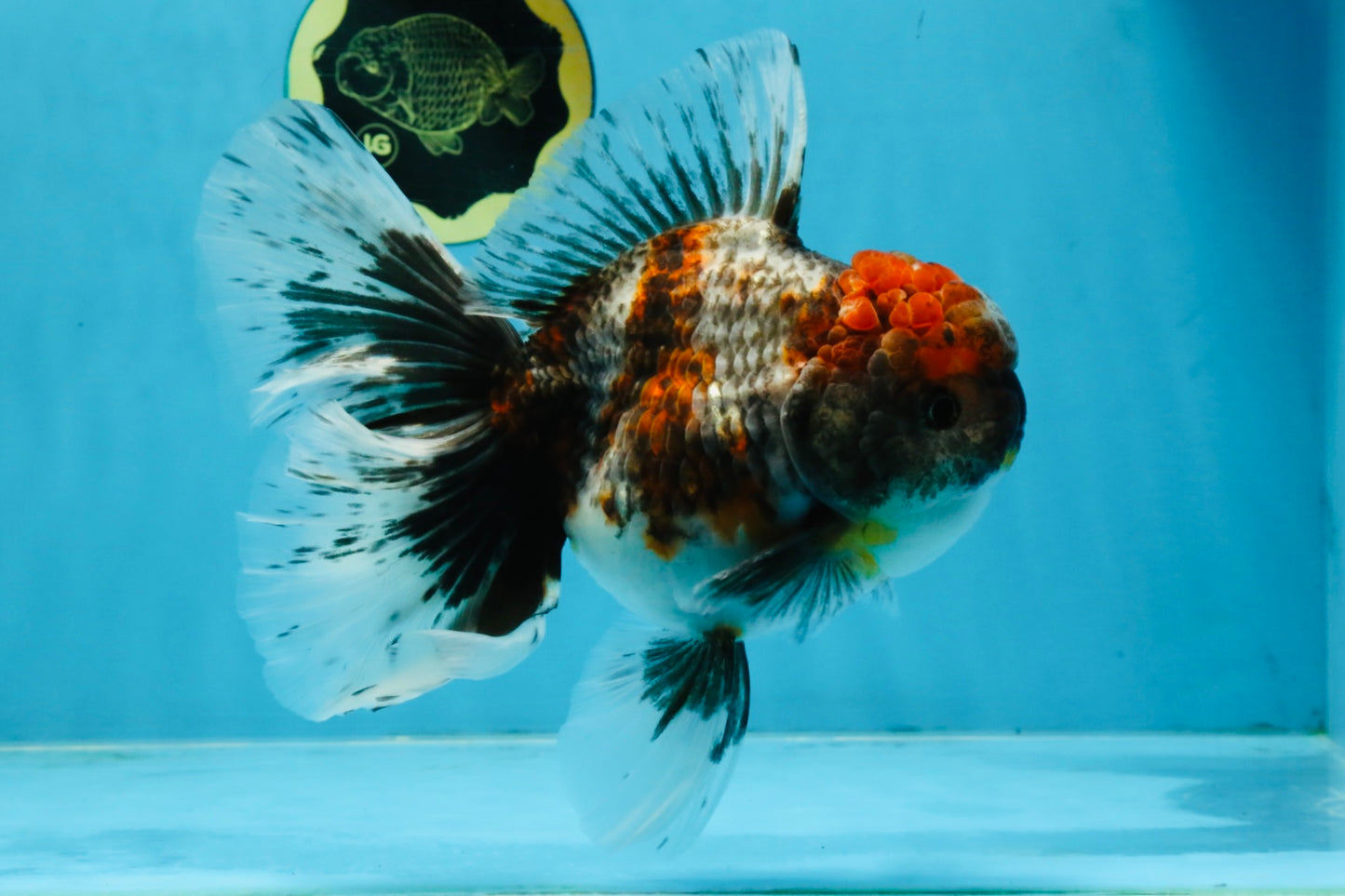 A Grade Kirin Oranda Female 6 inches #110725OR_02