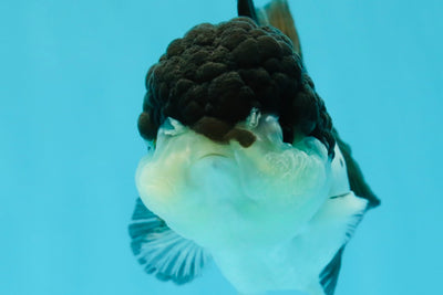 A Grade Panda Oranda Female 5 inches #1004OR_35