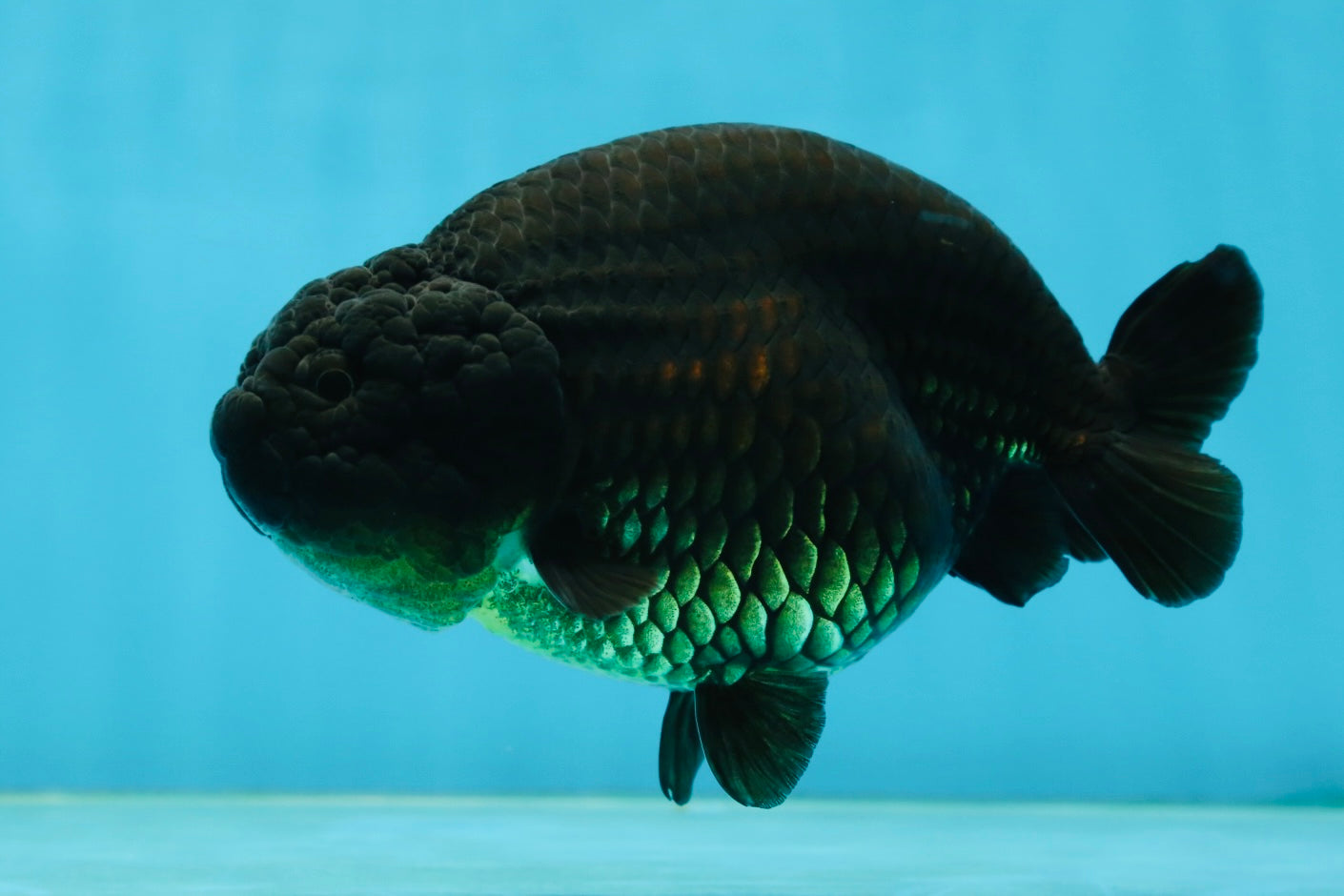 AAA Grade Black LionQueen 5 inches #062725LC_05