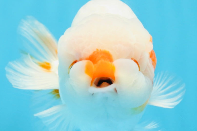 A Grade Red White LionKing 5-5.5 inches #112125LC_03