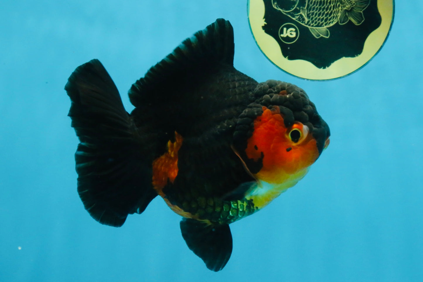 A Grade Apache Yuanbao Female 5-5.5 inches #112825YB_15