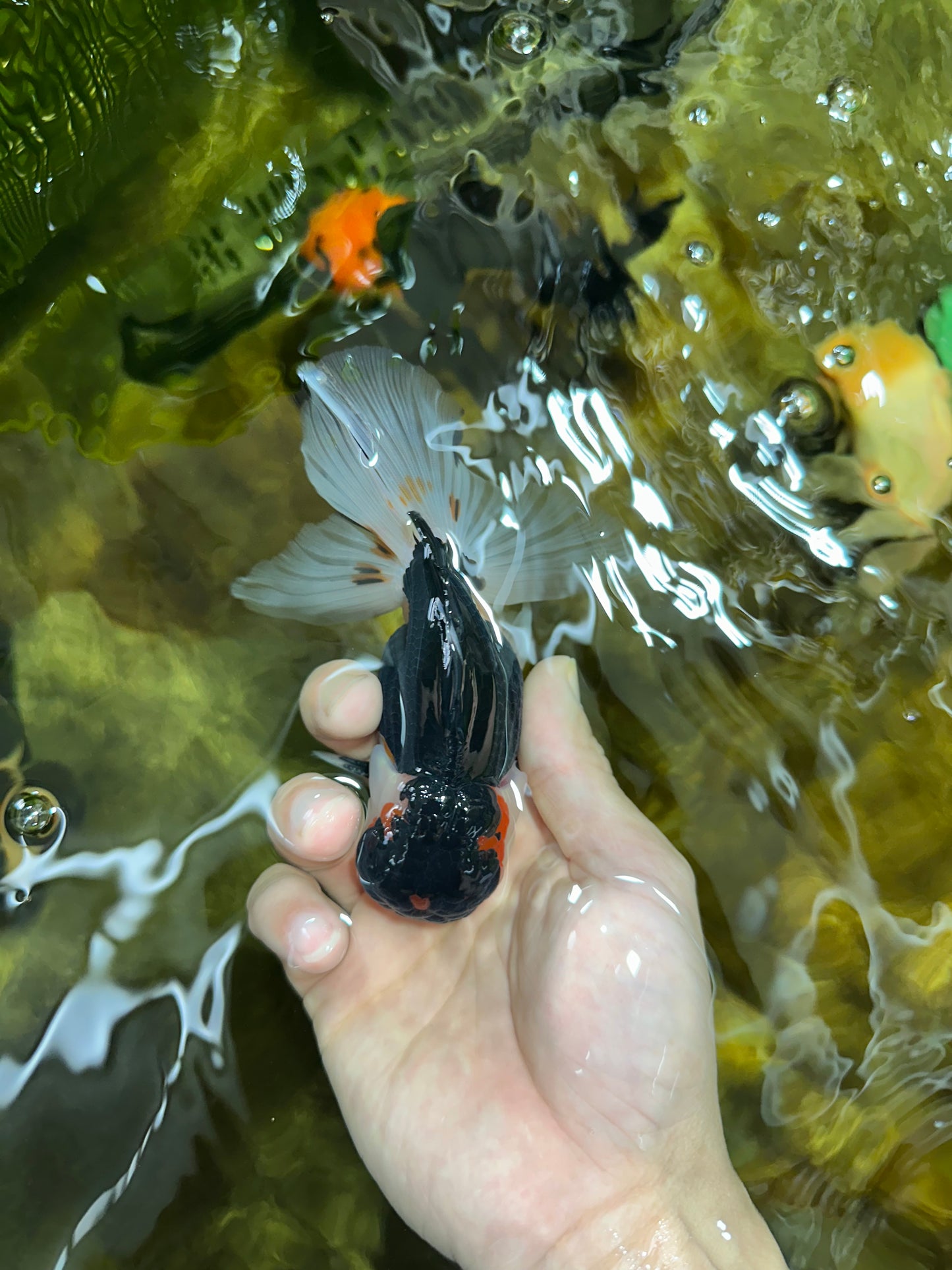 AAA Grade Tricolor  Button Eyes Oranda Male 4.5-5 inches #053025OR_21