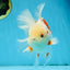 AAA Grade ADORABLE Sakura Oranda Male 6-6.5 inches #091925OR_14