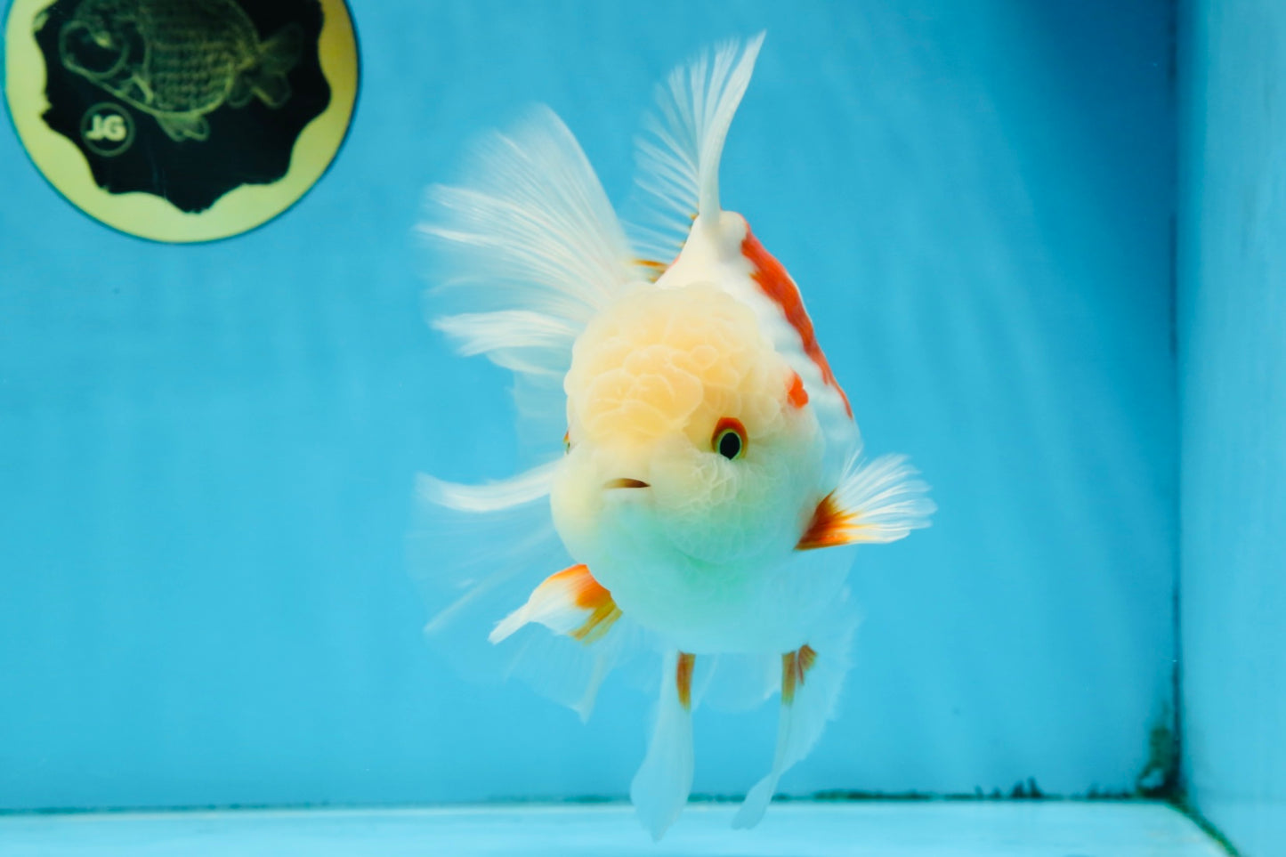 AAA Grade ADORABLE Sakura Oranda Male 6-6.5 inches #091925OR_14