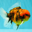 SPECIAL AAA Grade Tiger Oranda Male 5 inches #090426OR_03