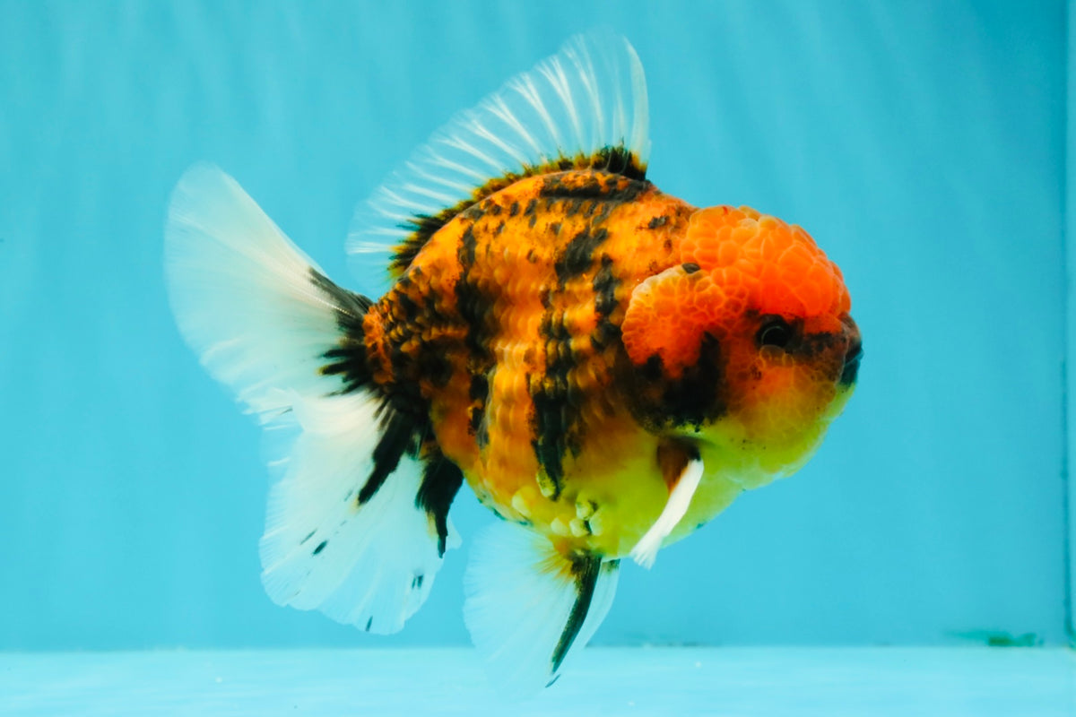SPECIAL AAA Grade Tiger Oranda Male 5 inches #090426OR_03
