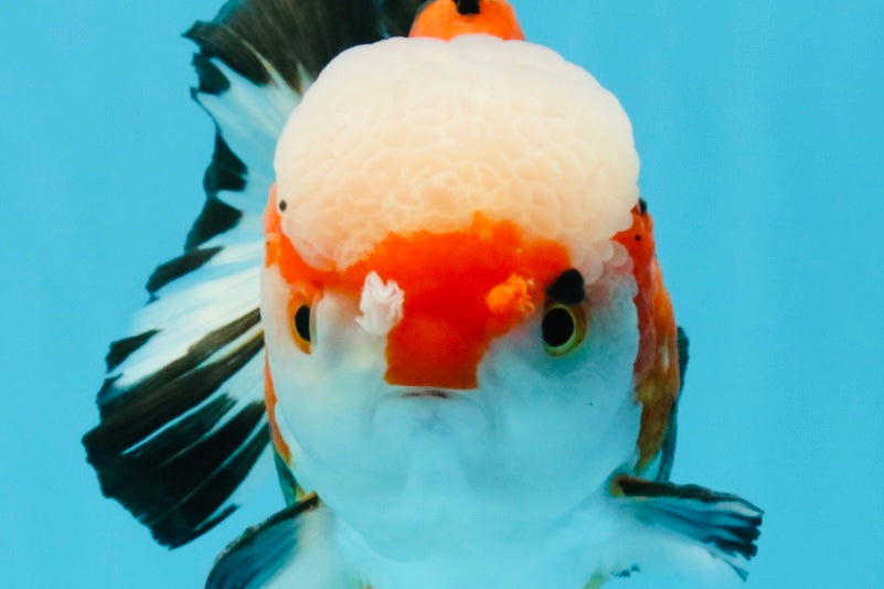 TURKEY AAA Grade Pompom Tricolor Jade Head Yuanbao Male 5.5-6 inches #032726YB_03