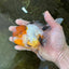 Tricolor Oranda Female 5-5.5 inches #070425OR_20